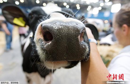 新西兰爆发牛支原体疫情6万头牛或遭宰杀